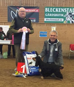 Line Sam Anniversary Hug - "Gudrun" winning Best in show Puppy 6 - 8 month of age.