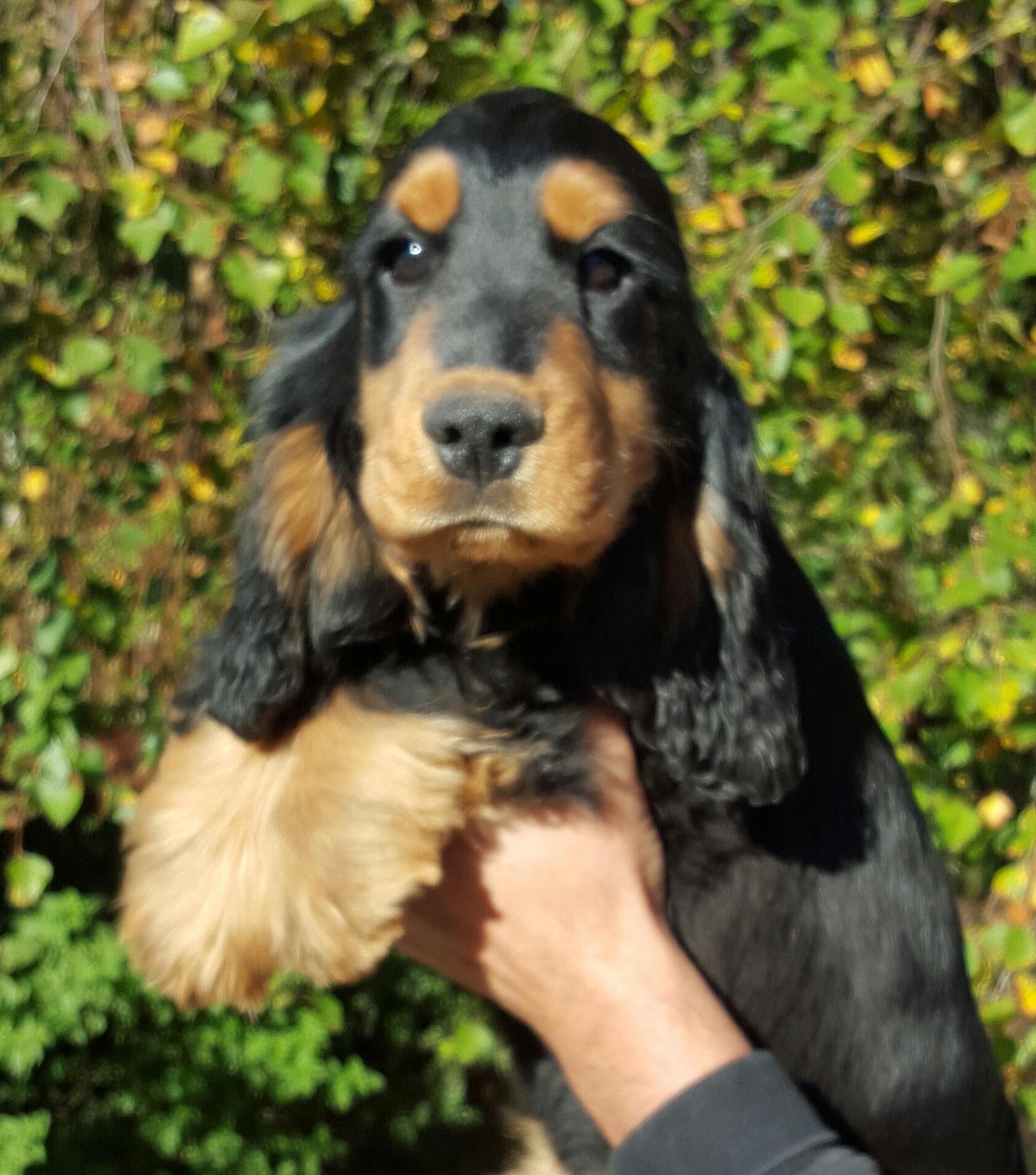 Cocker spaniel Black&tan valp