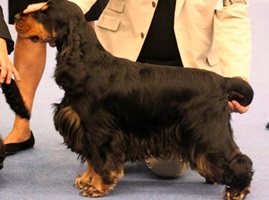 black&tan stud dog cocker spaniel