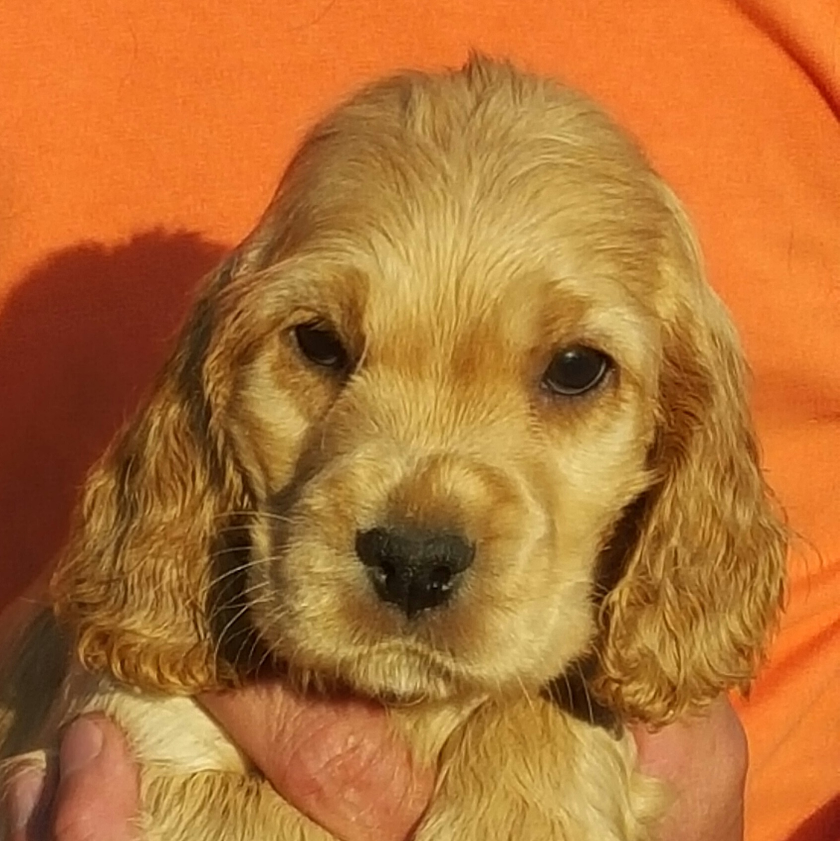 Cocker spaniel valpar och hundar till salu Line Sam