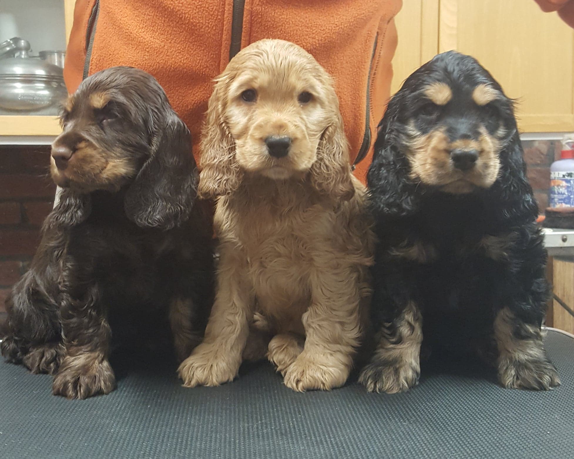 Cocker spaniel valpar och hundar till salu Line Sam