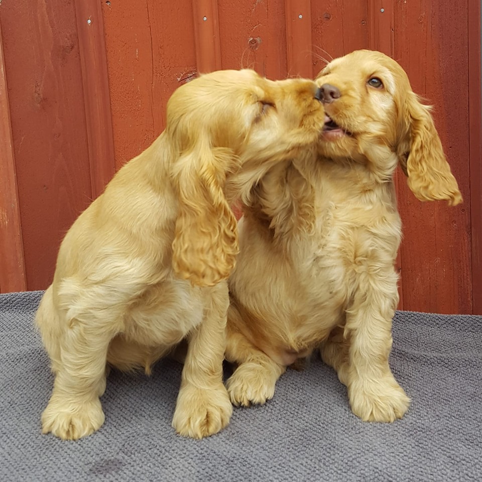 Cocker spaniel valpar och hundar till salu Line Sam